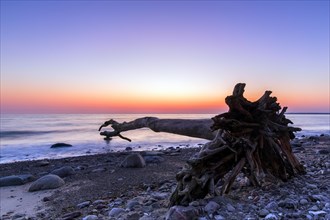 Dead tree on beach at Brodtener Ufer, Brodten Steilufer, cliff in the Bay of Luebeck along the