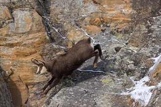 Alpine chamois (Rupicapra rupicapra) fleeing male in dark winter coat descending steep snowy rock