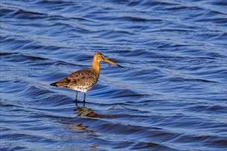 Black-tailed godwit (Limosa limosa) in breeding plumage foraging in shallow water in wetland in