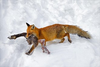 Scavenging red fox (Vulpes vulpes) walking away in the snow with leg of killed, perished chamois in
