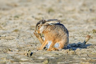 European brown hare (Lepus europaeus) preening fur of hind leg, hindfoot in field, farmland in