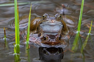 European common frog pair, brown frogs, grass frog (Rana temporaria) male and female in amplexus in