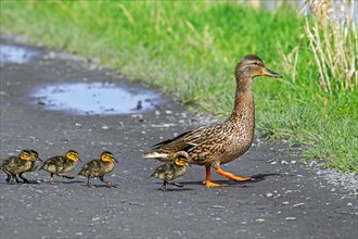 Mallard, wild duck (Anas platyrhynchos) female walking and leading ducklings over path to pond in