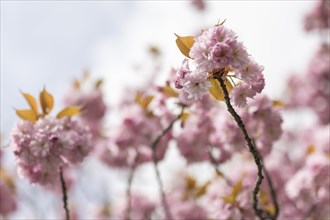 A Japanese blossom cherry tree in bloom in the government district in Berlin, 05.04.2024