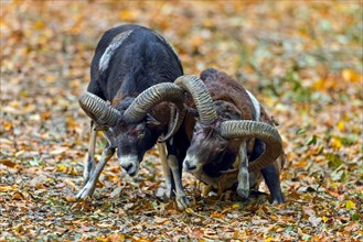 European mouflons (Ovis aries musimon, Ovis gmelini musimon) two rams fighting by bashing heads