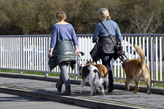 Walk woman dogs