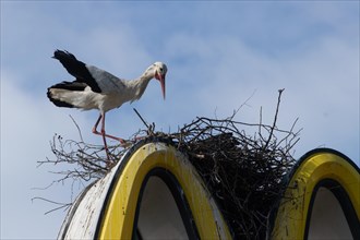 White stork with open wings standing on nest on Mc Donald's symbol looking right in front of blue