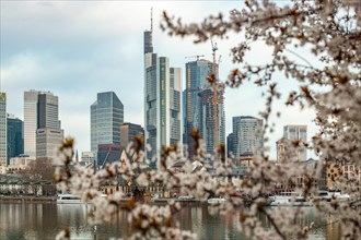 Cherry blossoms on a riverbank in the centre of a big city. Spring with a view of the skyline of
