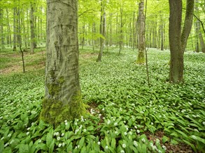 Ramson (Allium ursinum) in the beech forest, Hainich National Park, Bad Langensalza, Thuringia,