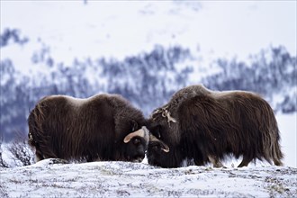 Two musk oxen (Ovibos moschatus) duel head to head in the snow, Dovrefjell-Sunndalsfjella National