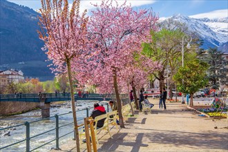 Passer promenade with blossoming trees in spring, Merano, Pass Valley, Adige Valley, Burggrafenamt,