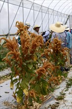 San Pablo Huitzo, Oaxaca, Mexico, Farmers are part of a cooperative that uses agroecological