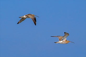 Two migrating Eurasian curlews, common curlews (Numenius Arquata, Scolopax arquata) in flight