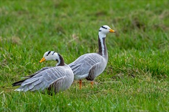 Bar-headed goose (Anser indicus) couple foraging in grassland, exotic species native to Central