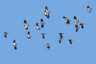 Flock of migrating northern lapwings (Vanellus vanellus) in flight against blue sky