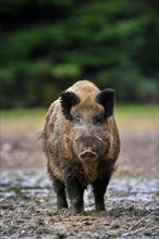 Solitary wild boar (Sus scrofa) male standing in mud of quagmire in forest, wood