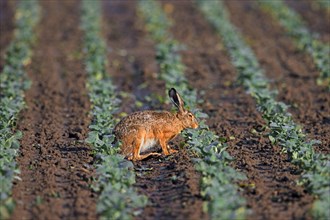 European brown hare (Lepus europaeus) foraging on cabbage field and eating leaves of cabbages in
