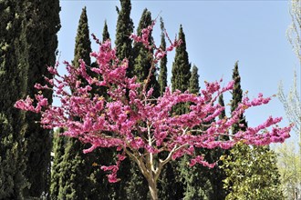 Alhambra, Granada, Andalusia, A single tree with pink flowers in front of cypresses under a clear