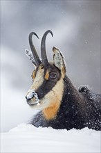 Alpine chamois (Rupicapra rupicapra) close-up portrait of male in the snow during snowfall in