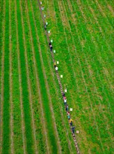 People walking on a path between green agricultural fields near a forest, Jesus Grace Chruch,