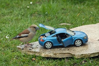 Hawfinch female with food in beak next to blue Audi TT model car standing on stone slab in green