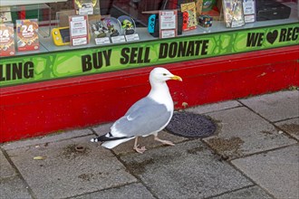 Seagull in front of shop window, Bangor, Wales, Great Britain