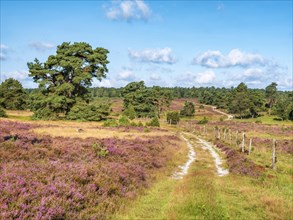 Typical heath landscape with hiking trail and flowering heather, Lueneburg Heath, Lower Saxony,