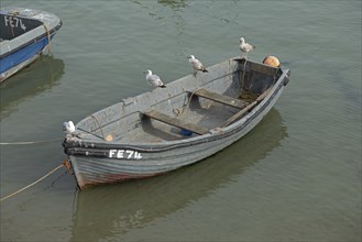 Seagulls sitting on boat, boat harbour, Folkestone, Kent, Great Britain
