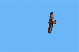European golden eagle (Aquila chrysaetos chrysaetos) juvenile in flight against blue sky in winter