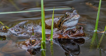 European common frogs, brown frog and grass frog pair (Rana temporaria) in amplexus gathering in