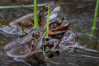 European common brown frogs and grass frog pairs (Rana temporaria) in amplexus gathering among