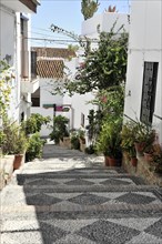 Solabrena, A quiet, sun-drenched alleyway with white buildings and numerous plants, Andalusia,
