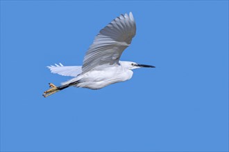 Little egret (Egretta garzetta) flying against blue sky along the North Sea coast in late winter