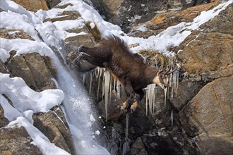 Alpine chamois (Rupicapra rupicapra) fleeing male in dark winter coat descending steep gully in