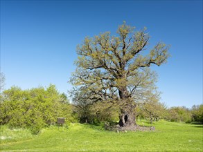 Old gnarled oak in spring, natural monument, Thuringia, Germany, Europe