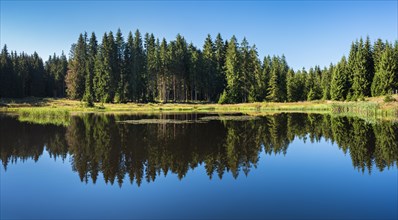 Small lake in the Thuringian Forest, spruce forest reflected, Thuringia, Germany, Europe