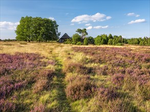 Typical heath landscape with old sheepfold, hiking trail, juniper and flowering heather, Lueneburg