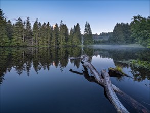 Small lake in the Thuringian Forest at dawn, tree felled by a beaver lies in the water, spruce