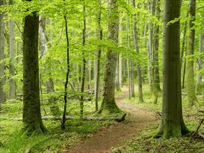 Hiking trail through beech forest, Hainich National Park, Bad Langensalza, Thuringia, Germany,