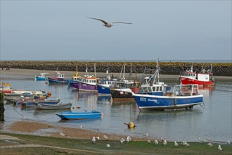 Flying seagull, boats, boat harbour, Folkestone, Kent, Great Britain