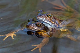 European common frog pair, brown frog, grass frog (Rana temporaria) male and female in amplexus in