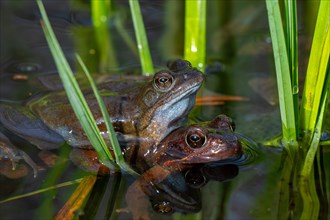 European common frog pair, brown frogs, grass frog (Rana temporaria) male and female in amplexus in