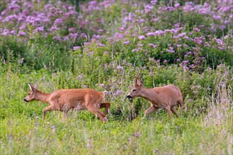 European roe deer (Capreolus capreolus) buck chasing doe in heat before mating in meadow during the