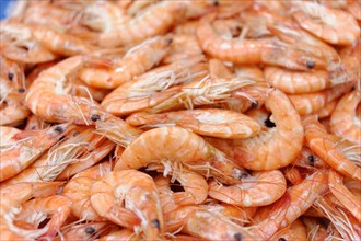 Fish sale at the harbour, A pile of orange shrimps at a seafood market, Marseille, Departement
