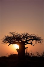 Landscape with baobap tree, Limpopo, South Africa, Africa