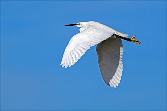 Little egret (Egretta garzetta) flying against blue sky along the North Sea coast in late winter