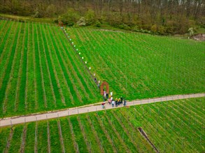 People walking through a vineyard, embedded in a rural landscape, Jesus Grace Chruch, Weitblickweg,