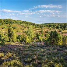Typical heath landscape in the Totengrund near Wilsede with juniper and flowering heather,