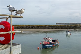 Seagulls, boats, boat harbour, Folkestone, Kent, Great Britain