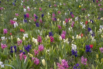 Flowerbed with hyacinths (Hyacinthus) and tulips (Tulipa), Havelberg, Saxony-Anhalt, Germany,